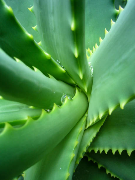 istock Macro photography of a flower 1431110345