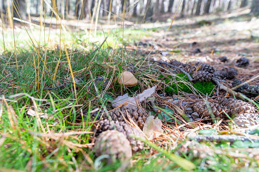 Wild mushroom in the pine forest autumn in Teruel Aragon Spain