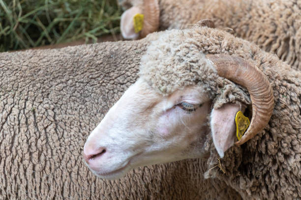 istock The Cedrillas Livestock Fair celebrates its 130th anniversary. 1431110804