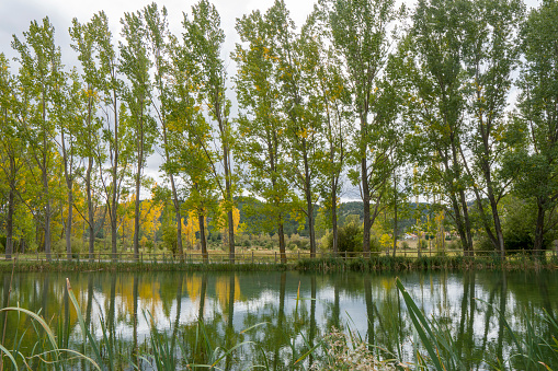 Autumn scenery of the river bank. Yellow leaves of poplars in a cloudy morning in Teruel Aragon Spain