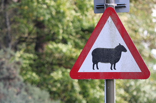 Red triangle road traffic sign warning about the danger of sheep nearby potentially crossing the road