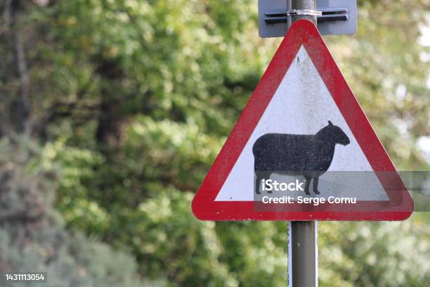 Red Triangle Road Sign With Sheep Stock Photo - Download Image Now - Animal, Highway, UK
