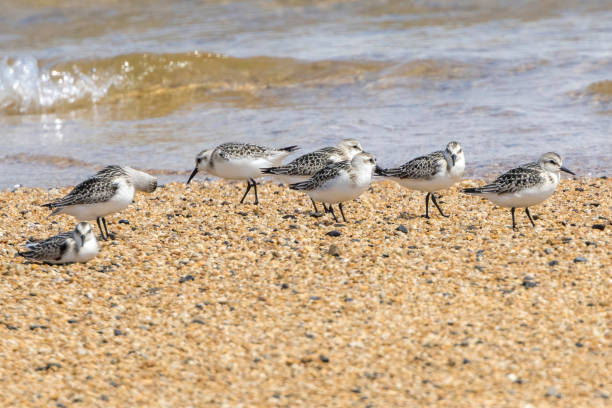 istock A group of sandpiper in the beach. 1431113226