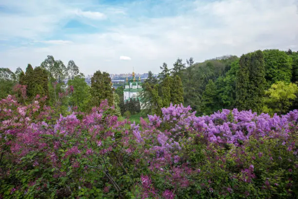 Photo of Fantastic panorama of lilac bloom in Kiev:  springtime coming( green leaves on trees  in  Botanic garden named Grishko
