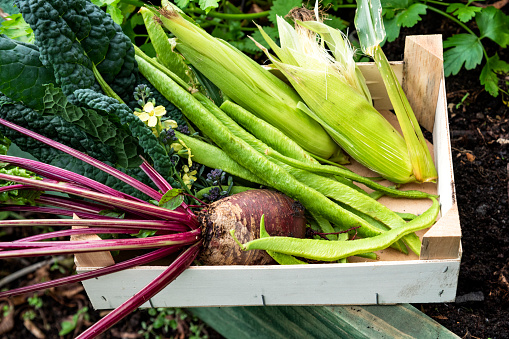 Organic fresh vegetables harvested from an allotment's raised bed. The vegetables are sweetcorn, cavolo nero, beetroot, purple broccoli and runner beans. The fresh vegetables are placed in a wooden box.