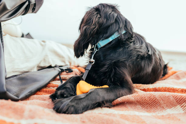 istock Dog lies on blanket on sandy beach 1431117143