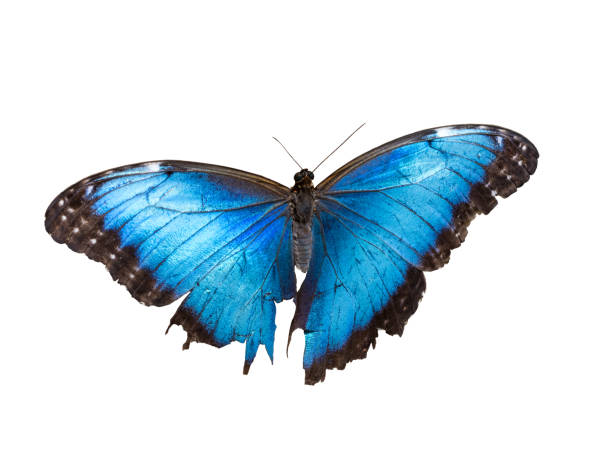 istock Beautiful butterfly with blue shimmering wings closeup 1431120429