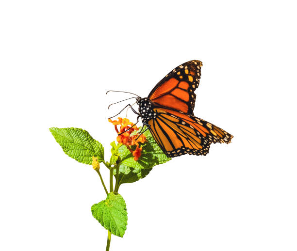 istock beautiful monarch butterfly on orange flower white background 1431120441
