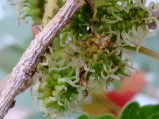 Black mulberry, common mulberry, small fruited mulberry, black mulberrytree, mulbery tree, black beauty, black Persian, sycamine, toot tree, morera negra, moral negro, amora preta, amora-negra ou amoreira-do-bicho-da-seda (Morus nigra), is a species belonging to the mulberry or fig family (Moraceae), of the order Rosales. las flores de la planta de morera negra (morus nigra), que aparecen en racimos escamosos, y las flores femeninas maduran rápidamente en frutos comestibles en forma de mora, cambiando de verde a rojo y cuando están maduras a tonos de púrpura a negro.