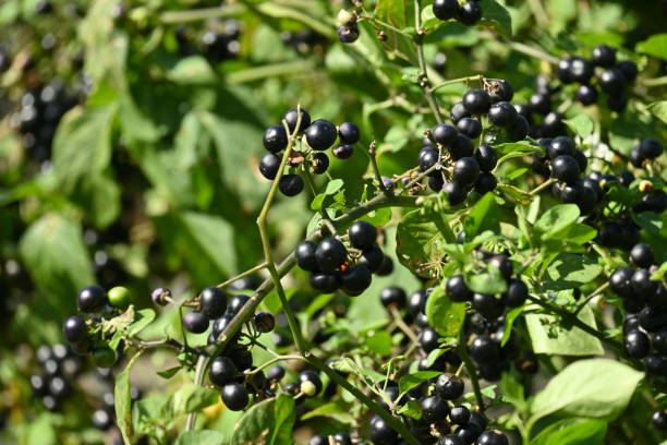 istock Garden huckleberry cultivation. 1431123844