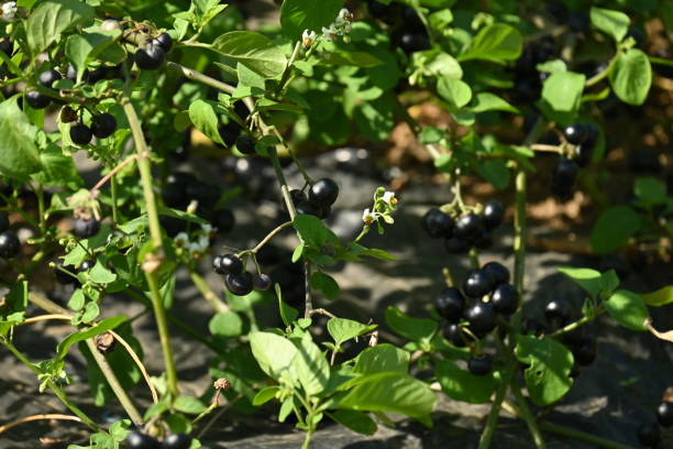 istock Garden huckleberry cultivation. 1431124386