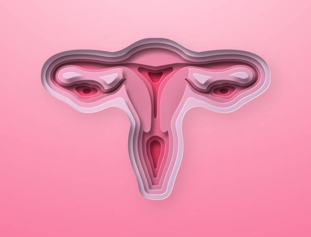 realistische 3d-papierschnitt-illustration der menschlichen gebärmutter - ovary stock-grafiken, -clipart, -cartoons und -symbole