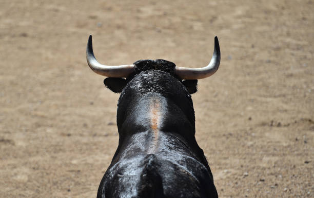 horns of black bull - bullfighter imagens e fotografias de stock