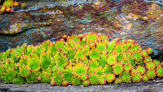 Attractive red and green sedum plants grow in the nooks and crannies of an old stone wall in central Massachusetts