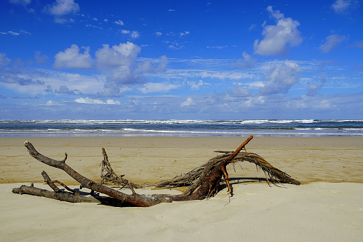 Manning     Point Beach and Driftwood on the Mid North Coast