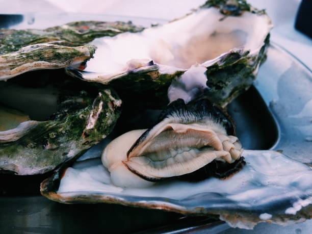 Oysters