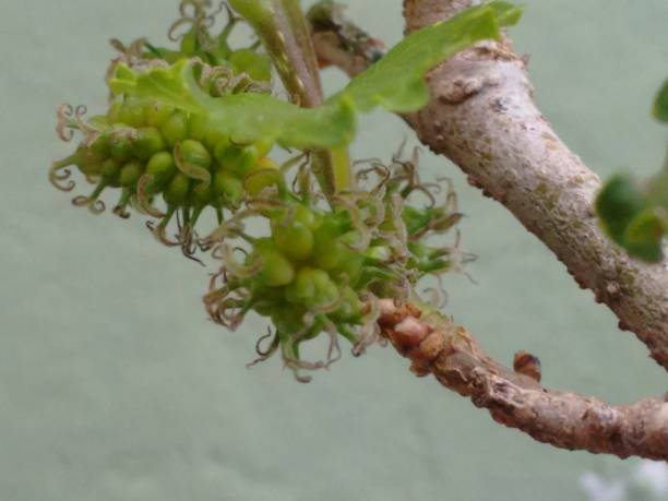 Black mulberry, common mulberry, small fruited mulberry, black mulberrytree, mulbery tree, black beauty, black Persian, sycamine, toot tree, morera negra, moral negro, amora preta, amora-negra ou amoreira-do-bicho-da-seda (Morus nigra), is a species belonging to the mulberry or fig family (Moraceae), of the order Rosales. fruto de la morera negra (morus nigra), no una baya sino un fruto colectivo, un sincarpio ovoide, formado por aquenios cada uno de los cuales está cubierto por un cáliz suculento, apareciendo en inmadurez en colores de verde a rojo y cuando está maduro