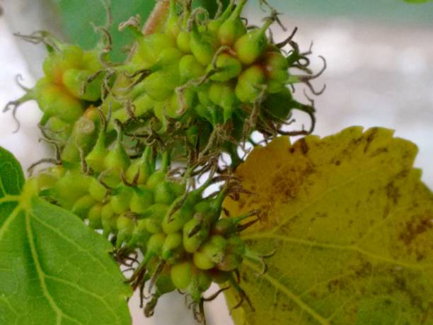 Black mulberry, common mulberry, small fruited mulberry, black mulberrytree, mulbery tree, black beauty, black Persian, sycamine, toot tree, morera negra, moral negro, amora preta, amora-negra ou amoreira-do-bicho-da-seda (Morus nigra), is a species belonging to the mulberry or fig family (Moraceae), of the order Rosales. fruto de la morera negra (morus nigra), no una baya sino un fruto colectivo, un sincarpio ovoide, formado por aquenios cada uno de los cuales está cubierto por un cáliz suculento, apareciendo en inmadurez en colores de verde a rojo y cuando está maduro
