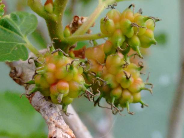 Black mulberry, common mulberry, small fruited mulberry, black mulberrytree, mulbery tree, black beauty, black Persian, sycamine, toot tree, morera negra, moral negro, amora preta, amora-negra ou amoreira-do-bicho-da-seda (Morus nigra), is a species belonging to the mulberry or fig family (Moraceae), of the order Rosales. fruto de la morera negra (morus nigra), no una baya sino un fruto colectivo, un sincarpio ovoide, formado por aquenios cada uno de los cuales está cubierto por un cáliz suculento, apareciendo en inmadurez en colores de verde a rojo y cuando está maduro