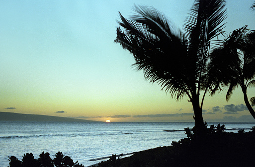 Vintage 1970s Nikon film photograph scan of green lush palm trees in silhouette front of the ocean on a tropical island.