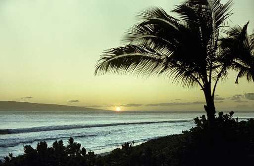 Vintage 1970s Nikon film photograph scan of green lush palm trees in silhouette front of the ocean on a tropical island.