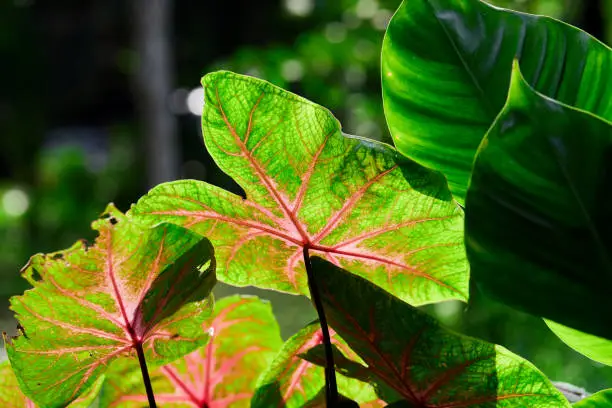 Photo of Variegated plants of caladium leaf in sunlight