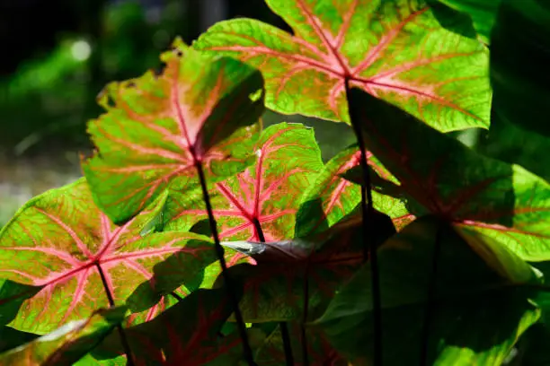 Photo of Variegated plants of caladium leaf in sunlight