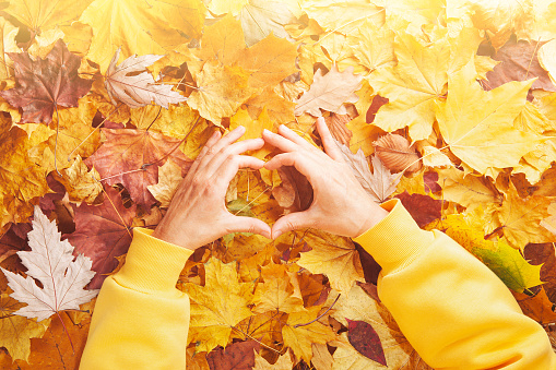 Autumn concept - caucasian woman's hands in the form of a heart, wearing yellow hoodie, on autumn dry leaves, top view