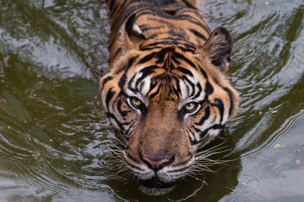 Close Up Sumatran Tiger Swimming and Patrolling stock photo