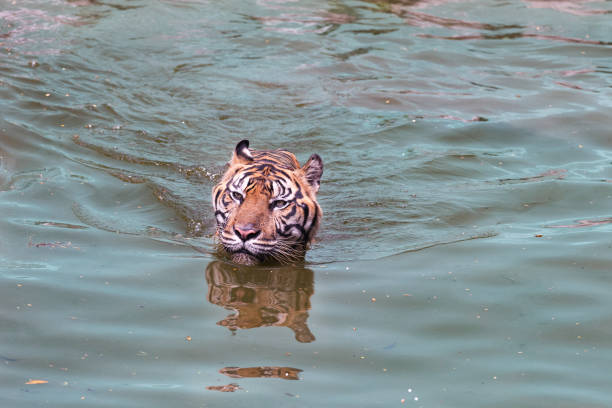 Close Up Sumatran Tiger Swimming and Patrolling stock photo