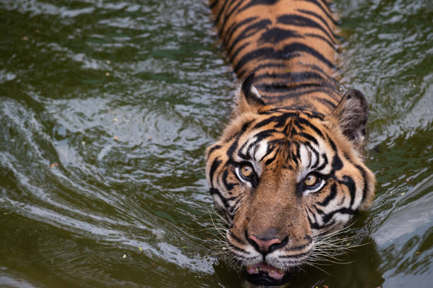 Aware Sumatran Tiger While Swimming stock photo