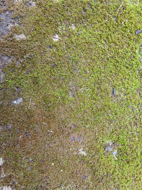 istock Textured Background Pattern, cement, rock , full of black stains and green moss, looks old, rough texture 1431159385