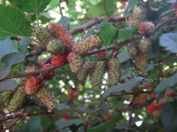 Black mulberry, common mulberry, small fruited mulberry, black mulberrytree, mulbery tree, black beauty, black Persian, sycamine, toot tree, morera negra, moral negro, amora preta, amora-negra ou amoreira-do-bicho-da-seda (Morus nigra), is a species belonging to the mulberry or fig family (Moraceae), of the order Rosales. fruto de la morera negra (morus nigra), no una baya sino un fruto colectivo, un sincarpio ovoide, formado por aquenios cada uno de los cuales está cubierto por un cáliz suculento, apareciendo en inmadurez en colores de verde a rojo y cuando está maduro
