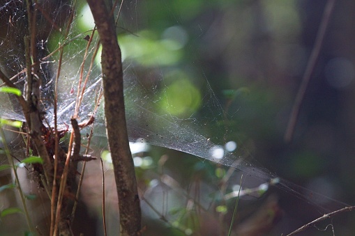 Spiders – These webs are primarily associated with the family Araneidae, or orb-weaver spiders. These spiders are primarily found outside, and many genus and species within it are non-threatening in terms of their venom.