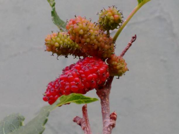 Black mulberry, common mulberry, small fruited mulberry, black mulberrytree, mulbery tree, black beauty, black Persian, sycamine, toot tree, morera negra, moral negro, amora preta, amora-negra ou amoreira-do-bicho-da-seda (Morus nigra), is a species belonging to the mulberry or fig family (Moraceae), of the order Rosales. fruto de la morera negra (morus nigra), no una baya sino un fruto colectivo, un sincarpio ovoide, formado por aquenios cada uno de los cuales está cubierto por un cáliz suculento, apareciendo en inmadurez en colores de verde a rojo y cuando está maduro
