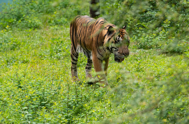 Sumatran Tiger Hunting and Patrolling stock photo