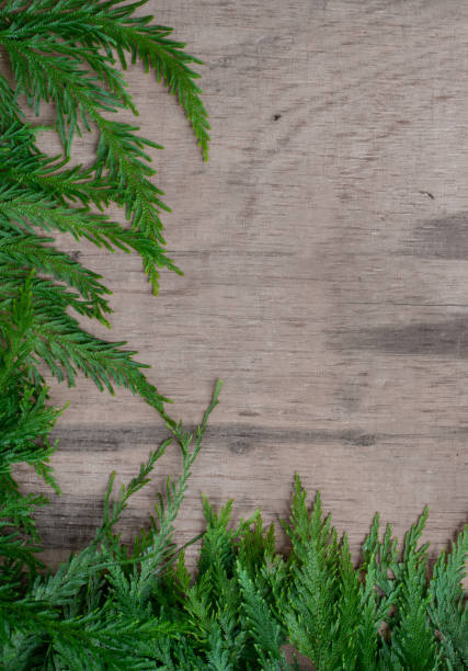 istock wooden frame with fern leaves for backgrounds 1431168784
