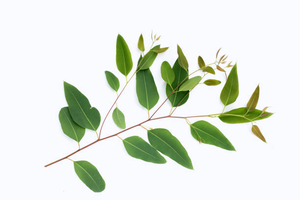 istock Eucalyptus leaves on white background. 1431170673