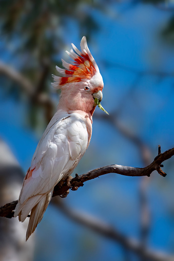 Distinctive parrot with pale grey and bright pink plumage.