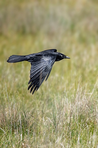 Black raven flying across a grassy field