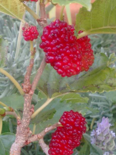 Black mulberry, common mulberry, small fruited mulberry, black mulberrytree, mulbery tree, black beauty, black Persian, sycamine, toot tree, morera negra, moral negro, amora preta, amora-negra ou amoreira-do-bicho-da-seda (Morus nigra), is a species belonging to the mulberry or fig family (Moraceae), of the order Rosales. fruto de la morera negra (morus nigra), no una baya sino un fruto colectivo, un sincarpio ovoide, formado por aquenios cada uno de los cuales está cubierto por un cáliz suculento, apareciendo en inmadurez en colores de verde a rojo y cuando está maduro