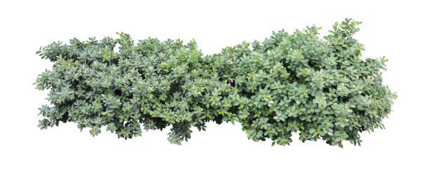 istock Tropical plant bush shrub tree isolated on white background with clipping path. 1431176875