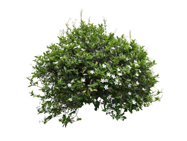 istock Tropical plant bush shrub tree isolated on white background with clipping path. 1431176958