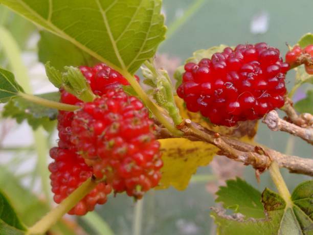 Black mulberry, common mulberry, small fruited mulberry, black mulberrytree, mulbery tree, black beauty, black Persian, sycamine, toot tree, morera negra, moral negro, amora preta, amora-negra ou amoreira-do-bicho-da-seda (Morus nigra), is a species belonging to the mulberry or fig family (Moraceae), of the order Rosales. fruto de la morera negra (morus nigra), no una baya sino un fruto colectivo, un sincarpio ovoide, formado por aquenios cada uno de los cuales está cubierto por un cáliz suculento, apareciendo en inmadurez en colores de verde a rojo y cuando está maduro
