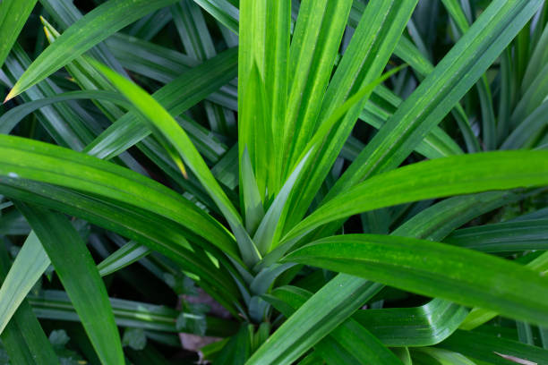 istock Green pandan leaves in the garden. 1431177578