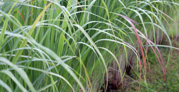 istock Lemongrass clump in the garden 1431180431