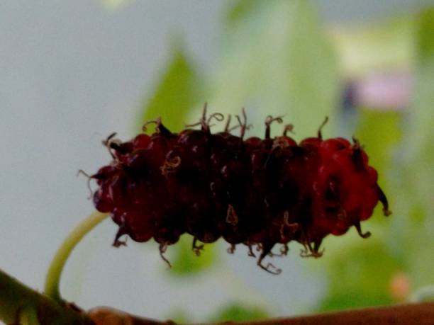 Black mulberry, common mulberry, small fruited mulberry, black mulberrytree, mulbery tree, black beauty, black Persian, sycamine, toot tree, morera negra, moral negro, amora preta, amora-negra ou amoreira-do-bicho-da-seda (Morus nigra), is a species belonging to the mulberry or fig family (Moraceae), of the order Rosales. fruto de la morera negra (morus nigra), no una baya sino un fruto colectivo, un sincarpio ovoide, formado por aquenios cada uno de los cuales está cubierto por un cáliz suculento, apareciendo en inmadurez en colores de verde a rojo y cuando está maduro