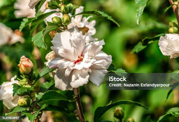 Closeup Of Hibiscus Mutabilis The Confederate Rose Dixie Rosemallow Cotton Rose Or Cotton Rosemallow Flower Stock Photo - Download Image Now