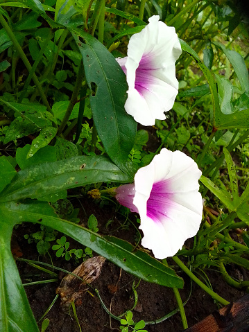 two white and purple striped sweet potato flowers blooming together