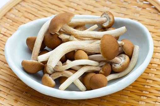 collect porcini mushrooms